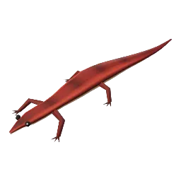 Red rock lizard